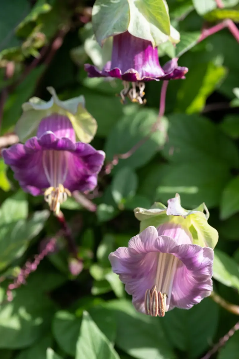 Kobea pnąca (Cobaea scandens)
