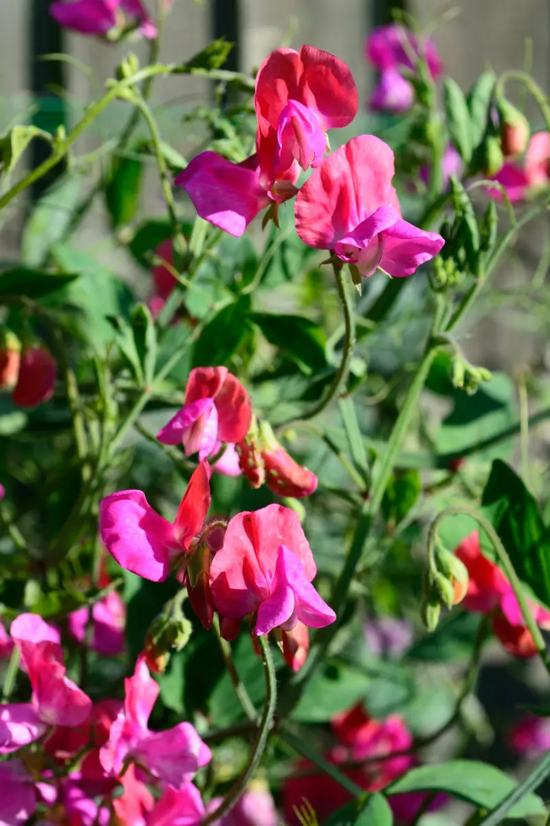 Groszek pachnący (Lathyrus odoratus)