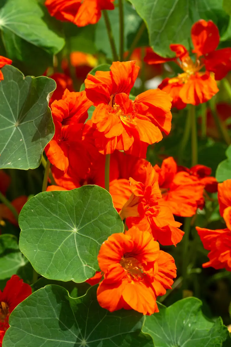 Nasturcja większa (Tropaeolum majus)