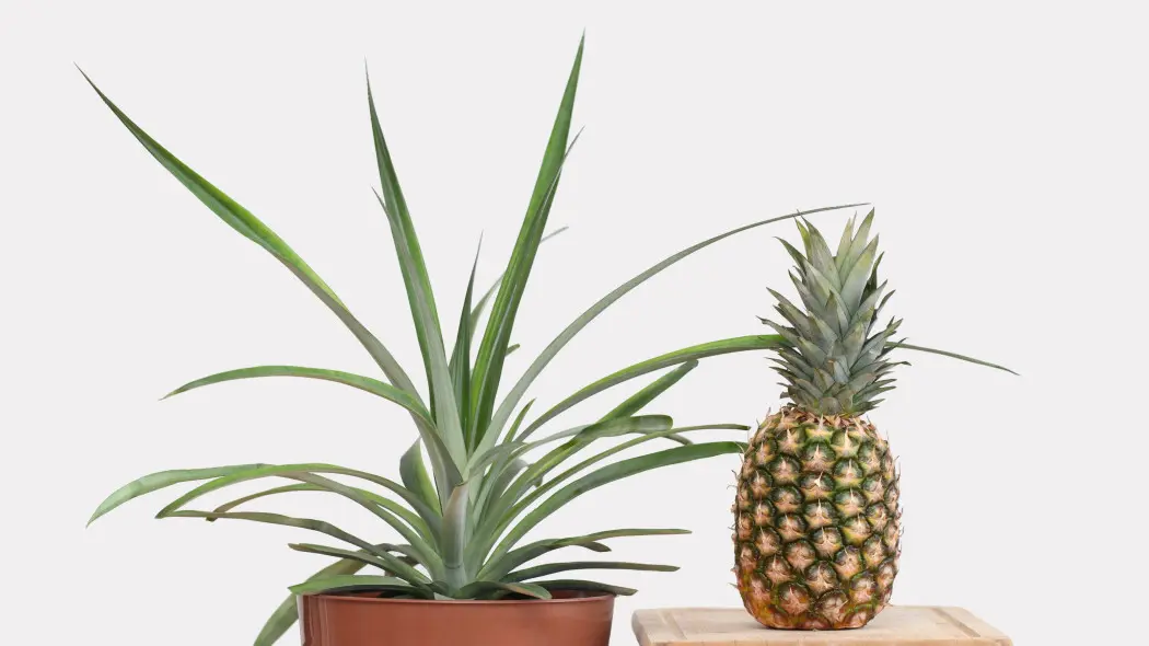 Ananas wyhodowany z odciętej końcówki
