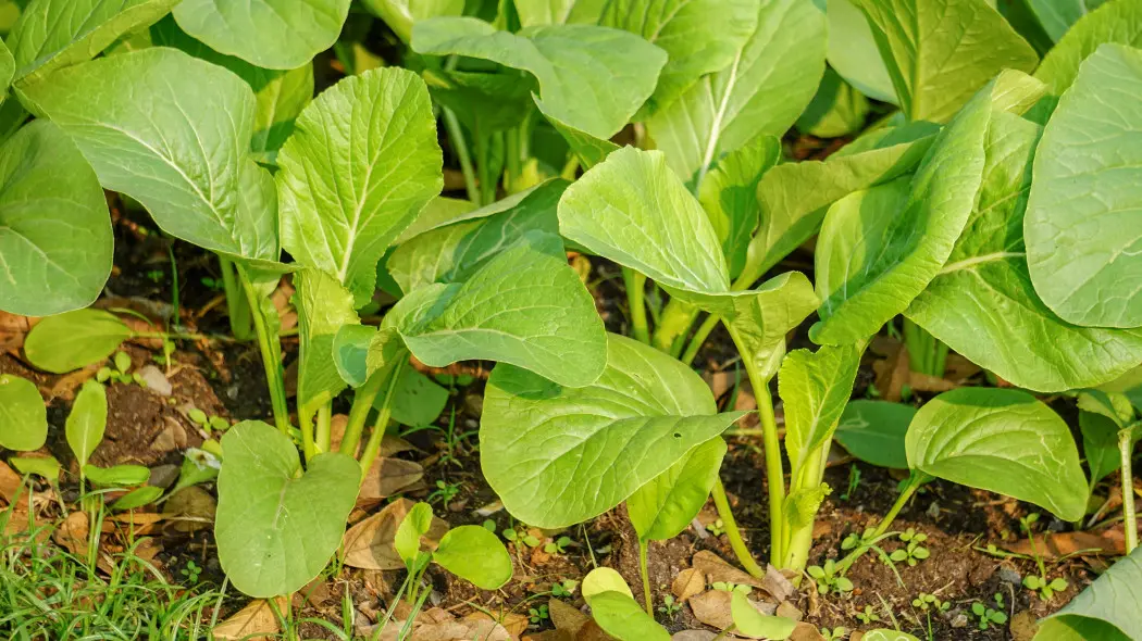 Kapusta sitowata (Brassica juncea) - młode siewki
