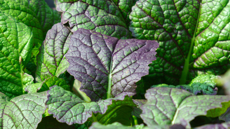 Kapusta sitowata / Musztardowiec