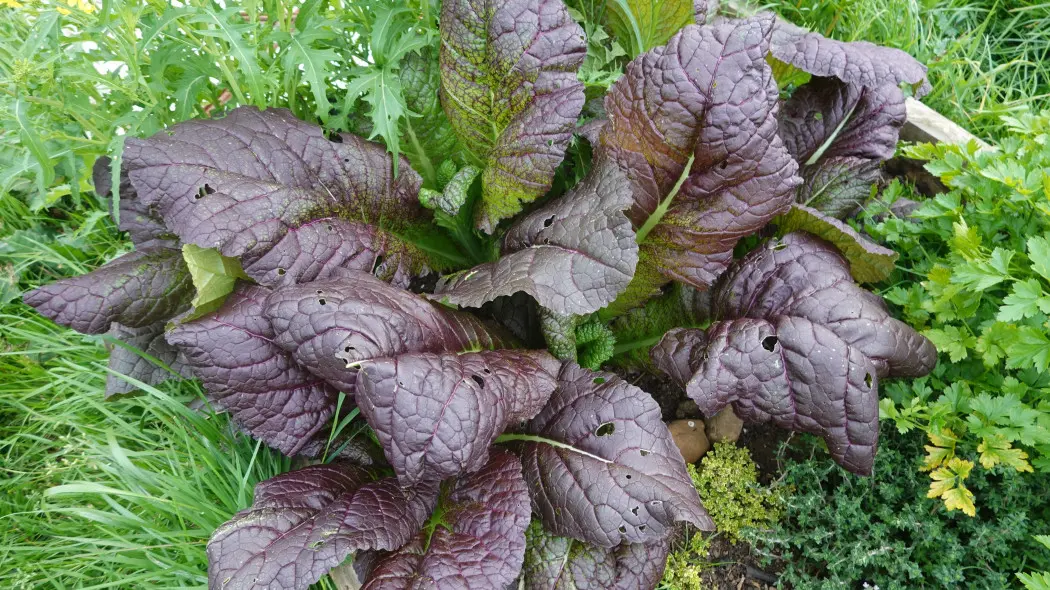 Kapusta sitowata (Brassica juncea) - odmiana o fioletowych liściach