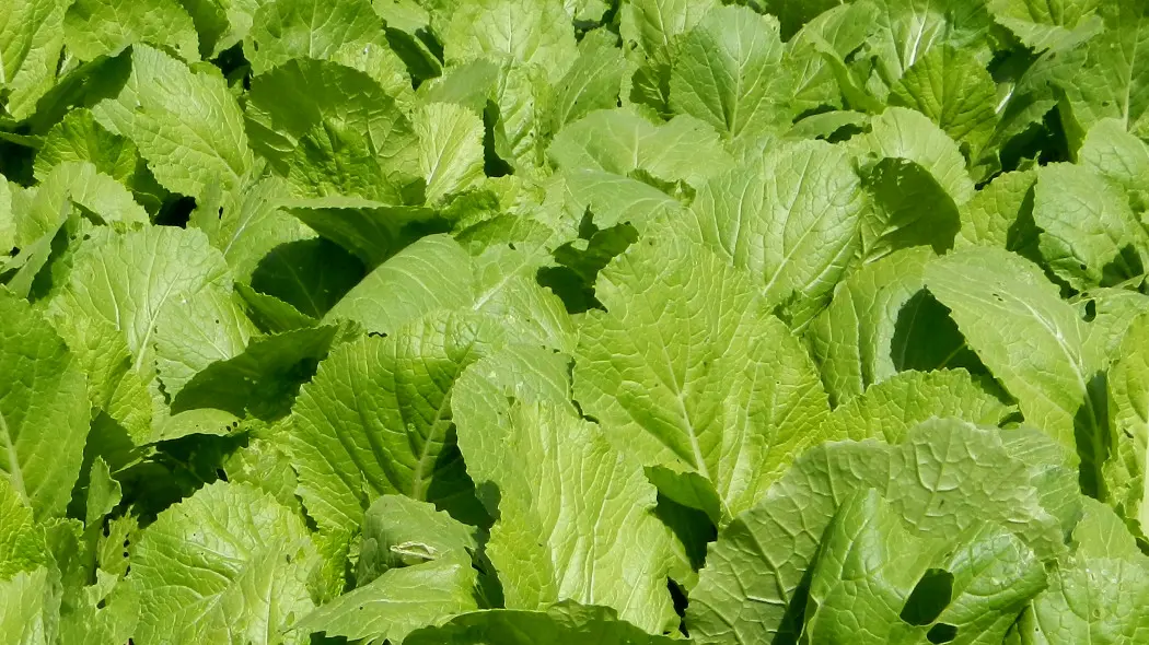 Kapusta sitowata (Brassica juncea) - zielone liście