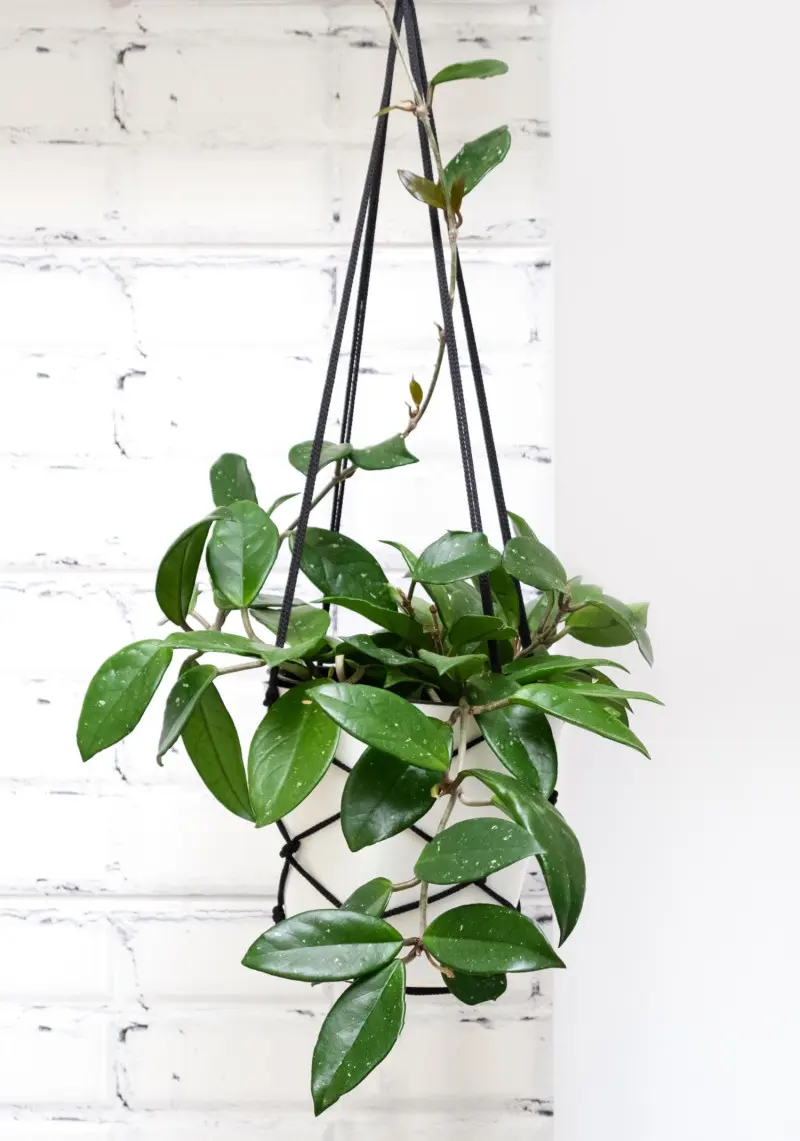 Hoja