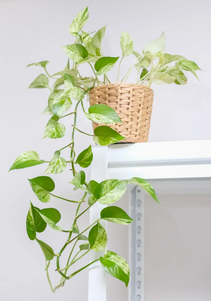 Epipremnum