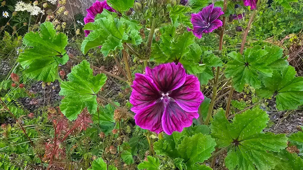 Ślaz dziki, mauretański (Malva sylvestris var. mauritiana)