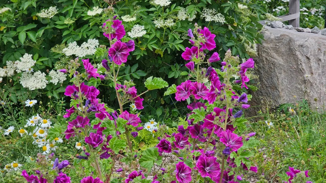 Ślaz dziki, mauretański (Malva sylvestris var. mauritiana)