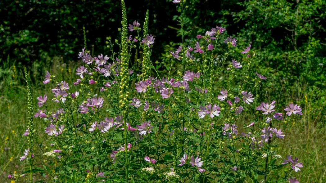 Ślaz dziki (Malva sylvestris)