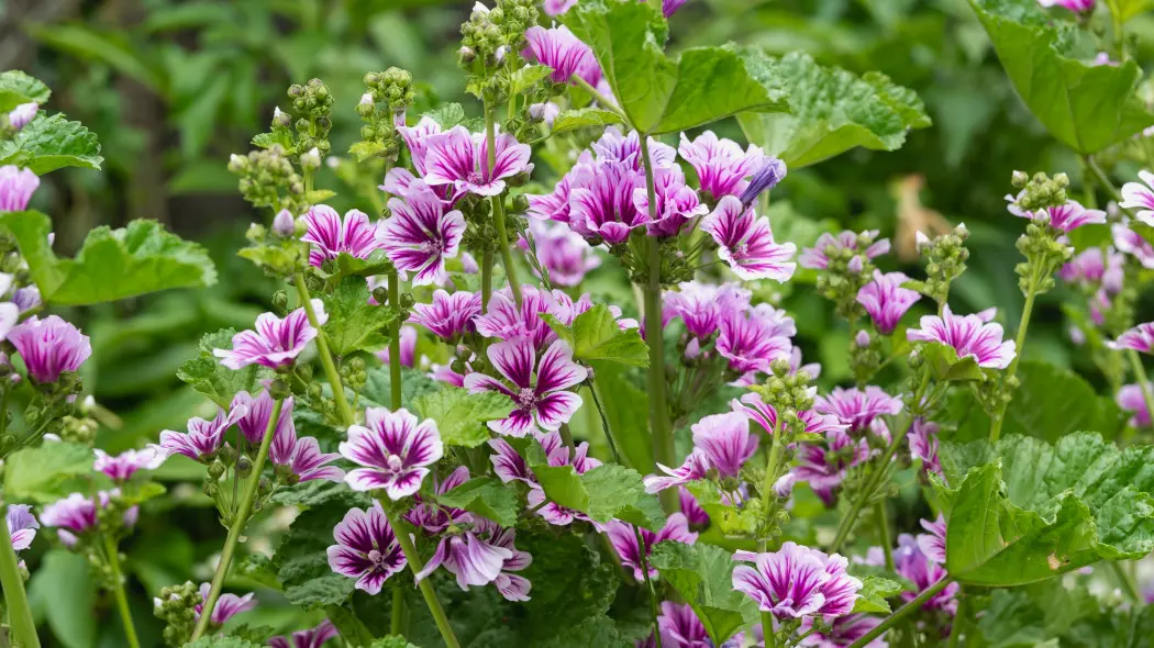 Ślaz dziki (Malva sylvestris) 'Zebrina'