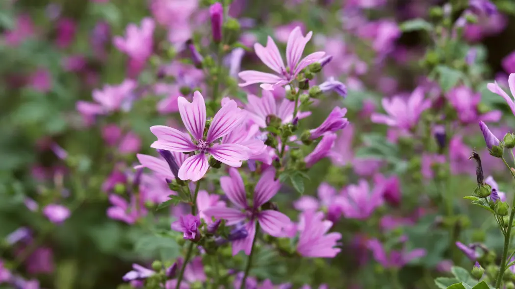 Ślaz dziki (Malva sylvestris)
