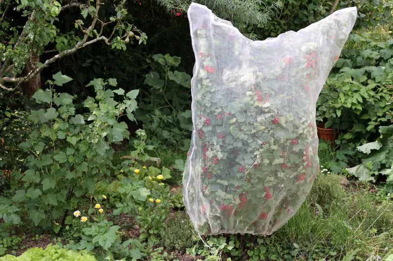 Siatka do ochrony owoców przed ptakami na porzeczce