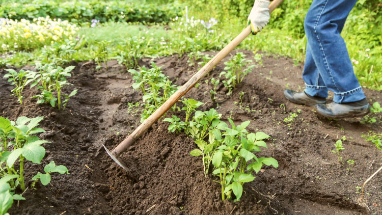Okopywanie ziemniaków krok po kroku. Zwiększ plon i chroń bulwy