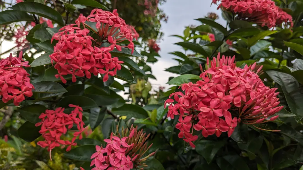 Iksora szkarłatna (Ixora coccinea)