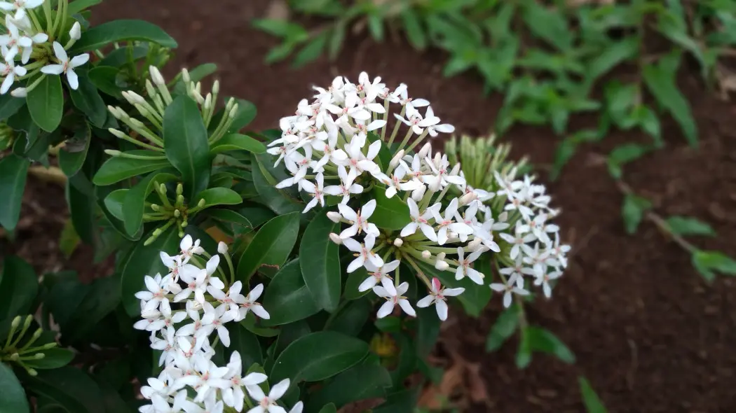 Iksora szkarłatna (Ixora coccinea) o białych kwiatach