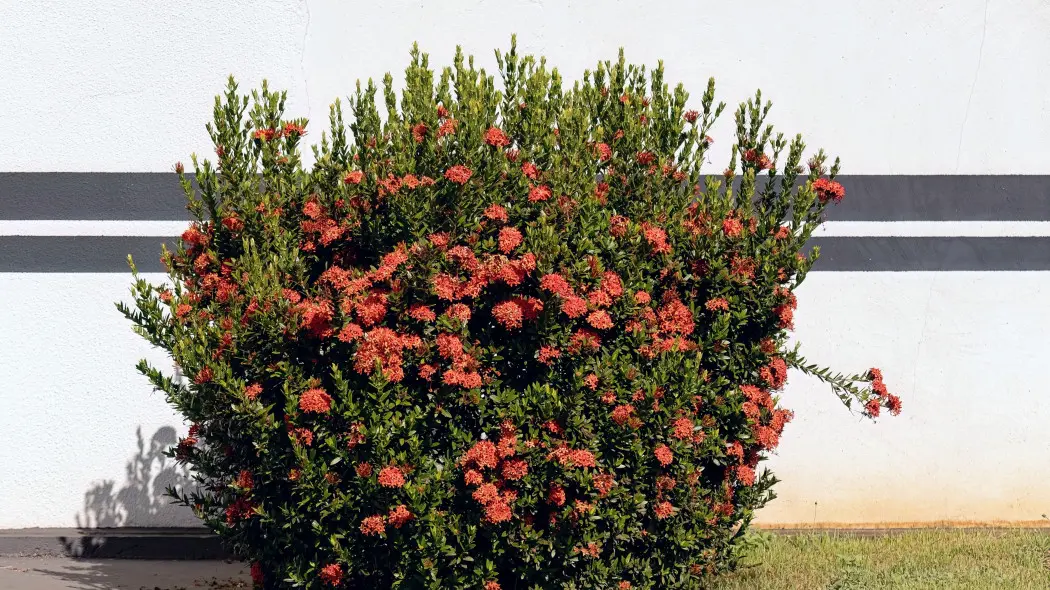 Iksora szkarłatna (Ixora coccinea) rosnąca w ogrodzie