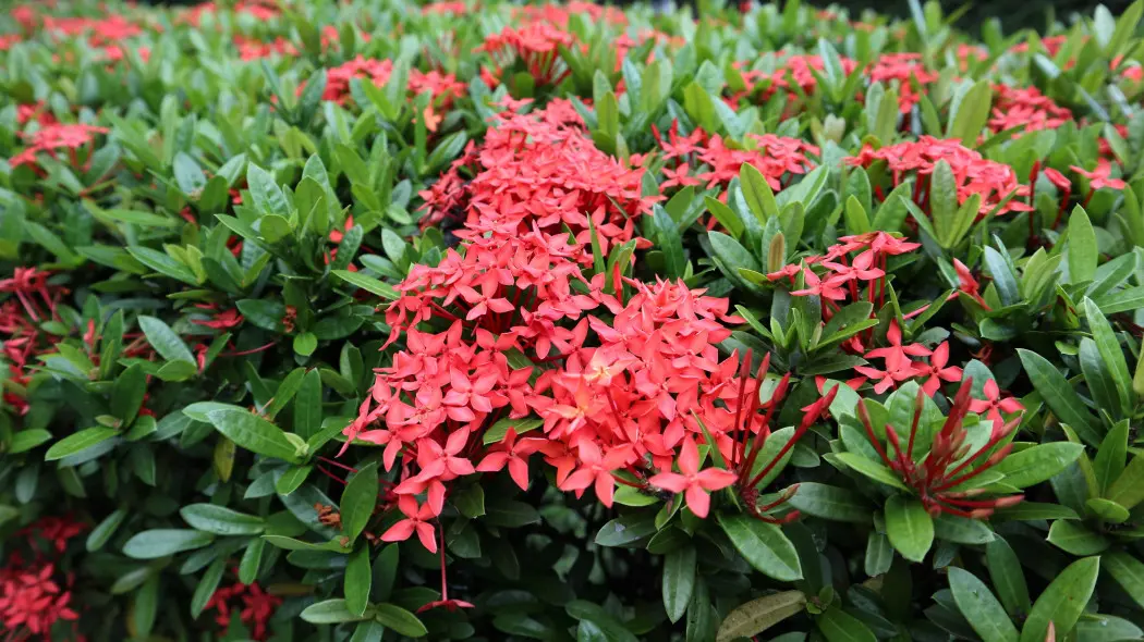 Iksora szkarłatna (Ixora coccinea)