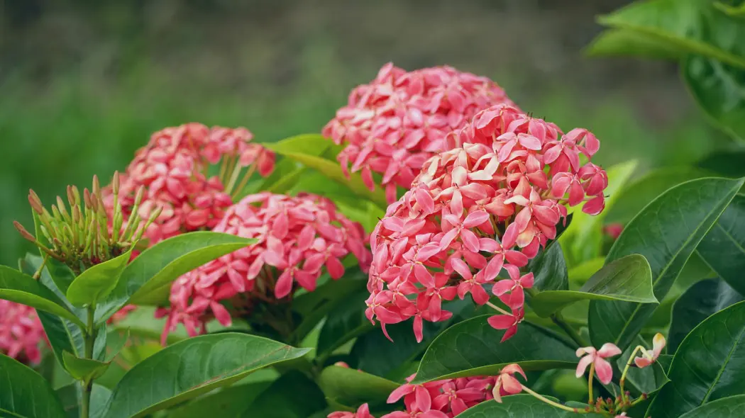 Iksora szkarłatna (Ixora coccinea)