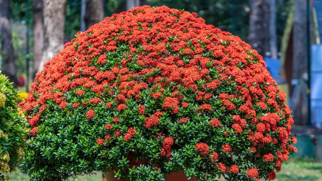 Iksora szkarłatna (Ixora coccinea) w donicy