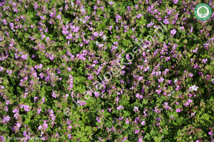 Bodziszek kantabryjski 'Cambridge'