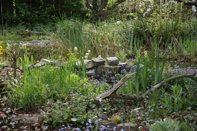 Ogród naturalistyczny żyjący własnym życiem