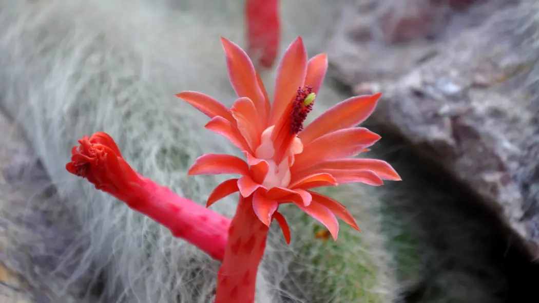 Kaktus małpi ogon (Cleistocactus winteri subsp. colademononis) - kwiat