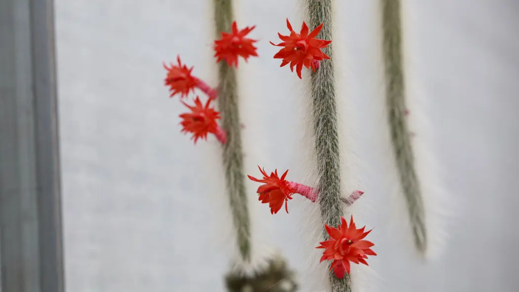 Kaktus małpi ogon (Cleistocactus winteri subsp. colademononis) - kwiaty