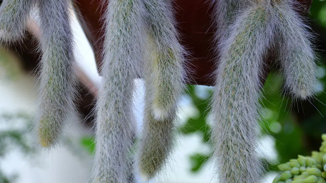 Kaktus małpi ogon (Cleistocactus winteri subsp. colademononis)