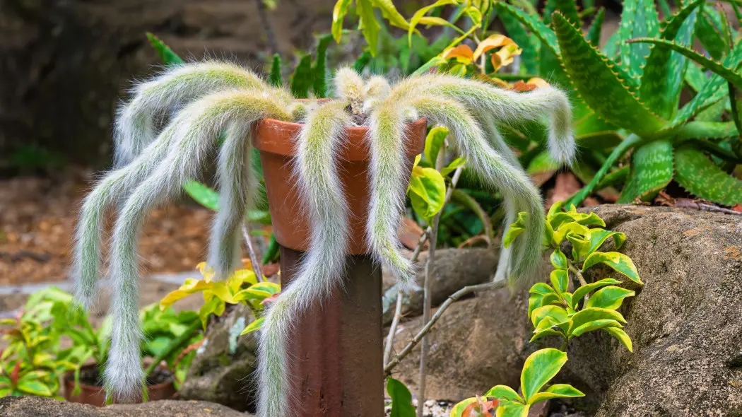 Kaktus małpi ogon (Cleistocactus winteri subsp. colademononis)