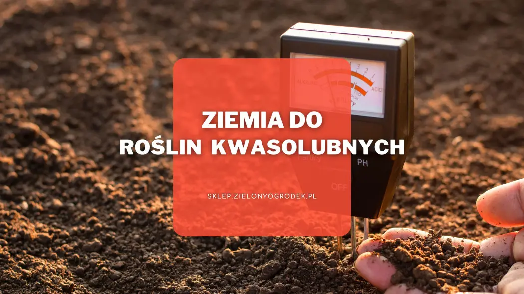 Ziemia do roślin kwasolubnych - jaką wybrać i gdzie kupić