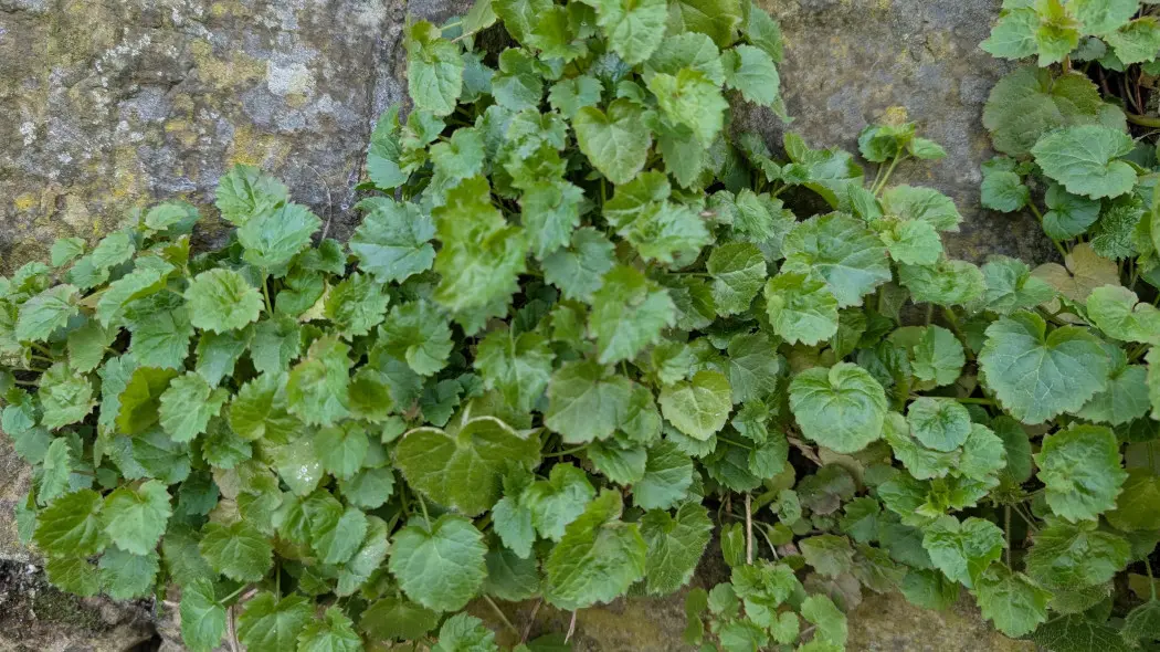 Dzwonek Poszarskiego (Campanula poscharskyana)