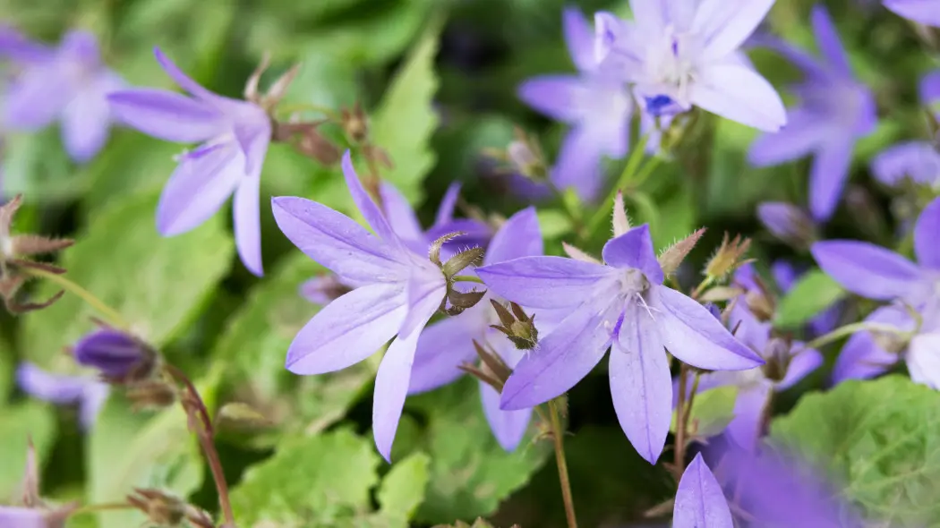 Dzwonek Poszarskiego (Campanula poscharskyana)