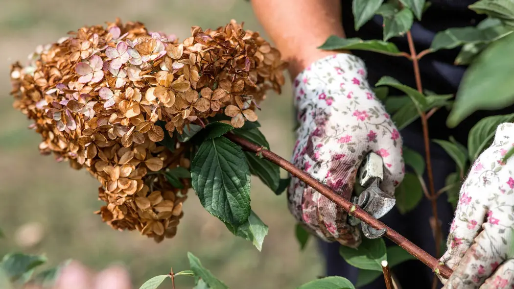 Przycinanie hortensji po kwitnieniu