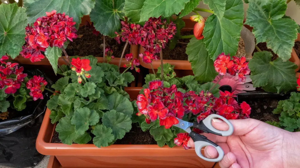 Przycinanie przekwitłych kwiatów pelargonii