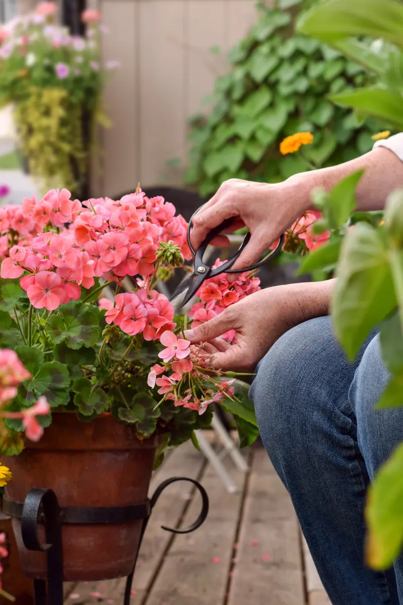 Ogławianie pelargonii