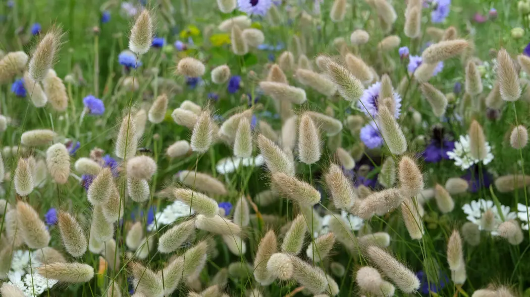 Dmuszek jajowaty (Lagurus ovatus)