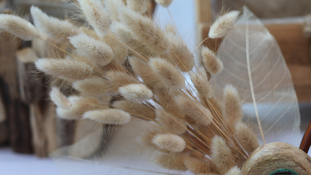 Dmuszek jajowaty (Lagurus ovatus)