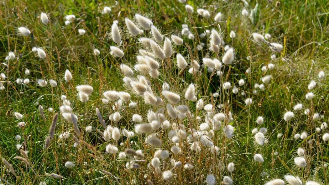 Dmuszek jajowaty (Lagurus ovatus)