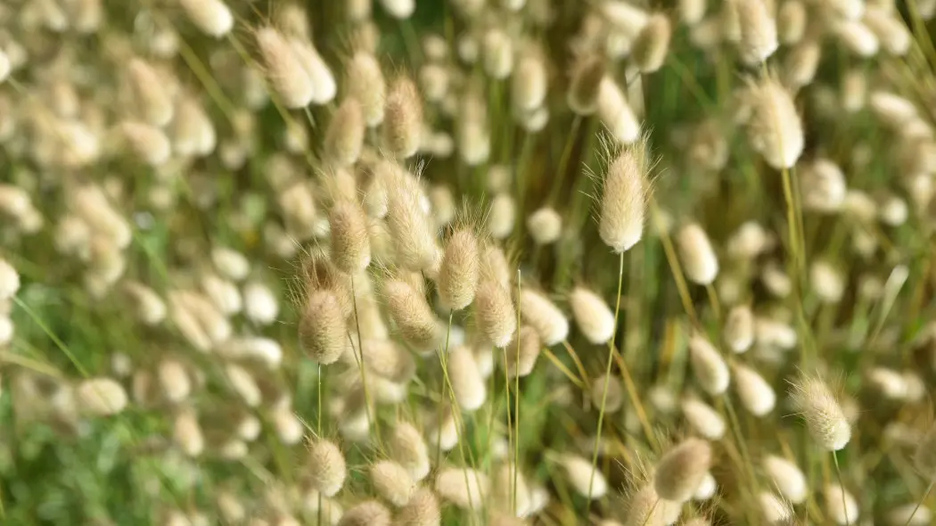 Dmuszek jajowaty (Lagurus ovatus)