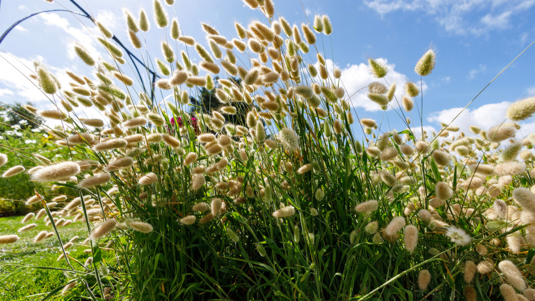 Dmuszek jajowaty (Lagurus ovatus)