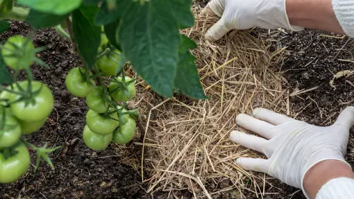 Wyjeżdżasz na wakacje? Tak zapewnisz pomidorom odpowiednią pielęgnację
