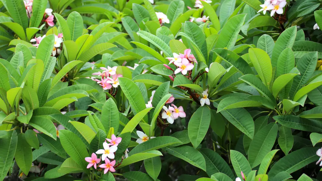 Plumeria (Plumeria)