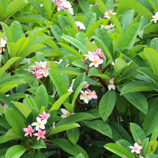 Plumeria