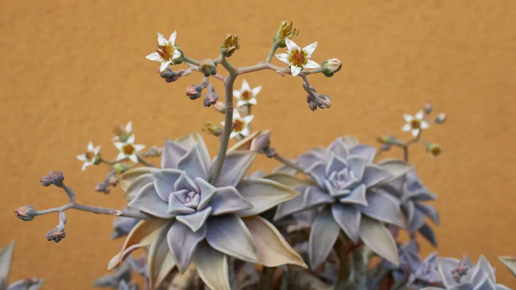 Graptopetalum paragwajskie (Graptopetalum paraguayense)