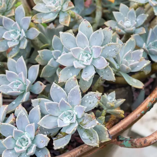 Graptopetalum paragwajskie