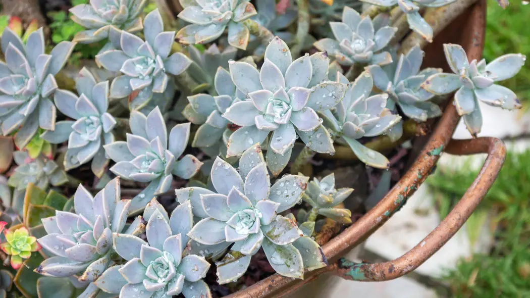 Graptopetalum paragwajskie (Graptopetalum paraguayense)