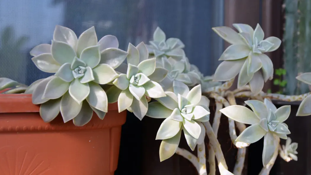 Graptopetalum paragwajskie (Graptopetalum paraguayense)