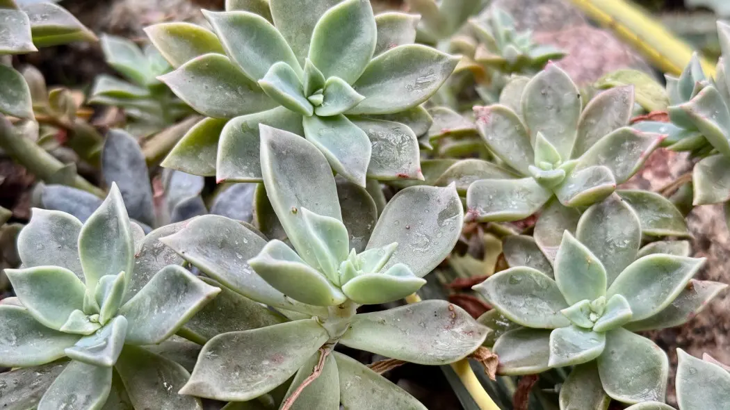 Graptopetalum paragwajskie (Graptopetalum paraguayense)
