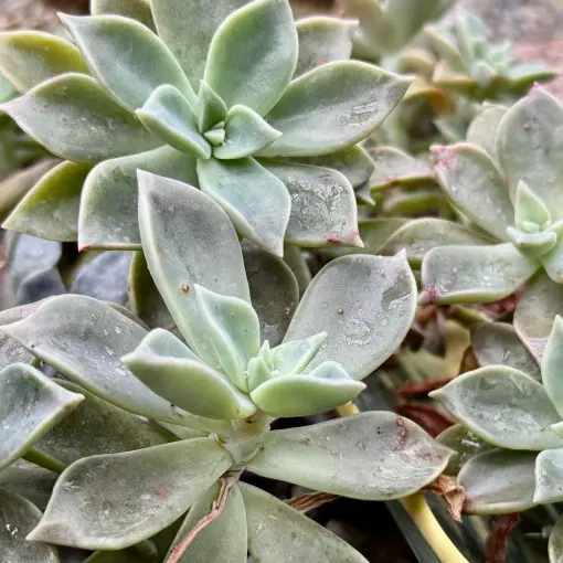Graptopetalum paragwajskie