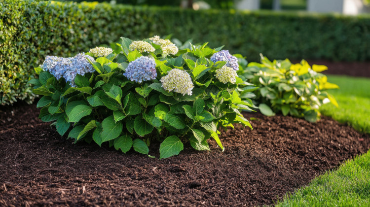 Ściółkowanie hortensji bez błędów. Jaka ściółka będzie najlepsza pod hortensje?
